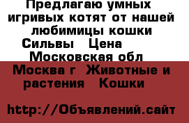 Предлагаю умных, игривых котят от нашей любимицы кошки Сильвы › Цена ­ 100 - Московская обл., Москва г. Животные и растения » Кошки   